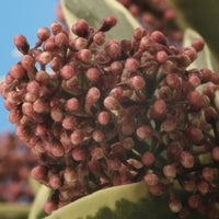 Skimmia japonica 'Marlot' red-pink - Hardy plant