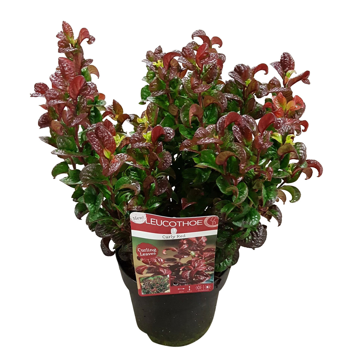 Leucothoe 'Curly Red'® - Hardy plant