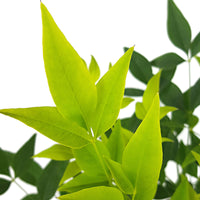 Heavenly Bamboo Nandina 'Magical Lemon and Lime' green-yellow - Hardy plant
