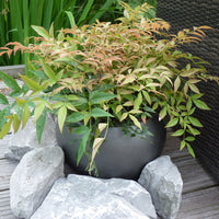 Heavenly Bamboo Nandina 'Magical Sunrise' orange-red - Hardy plant
