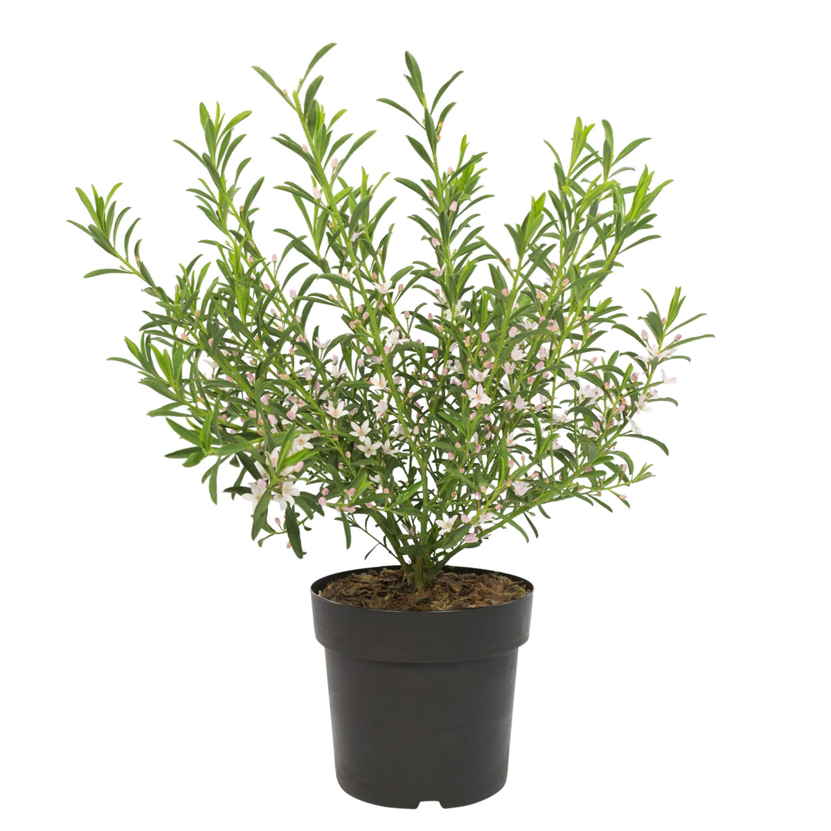 Wax plant Eriostemon 'Flower Girl Pink' pink-white - Hardy plant