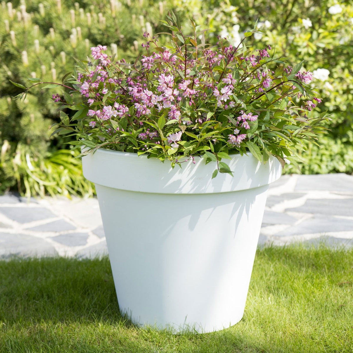 Madagascar jasmine Deutzia 'Yuki Cherry Blossom' pink - Hardy plant