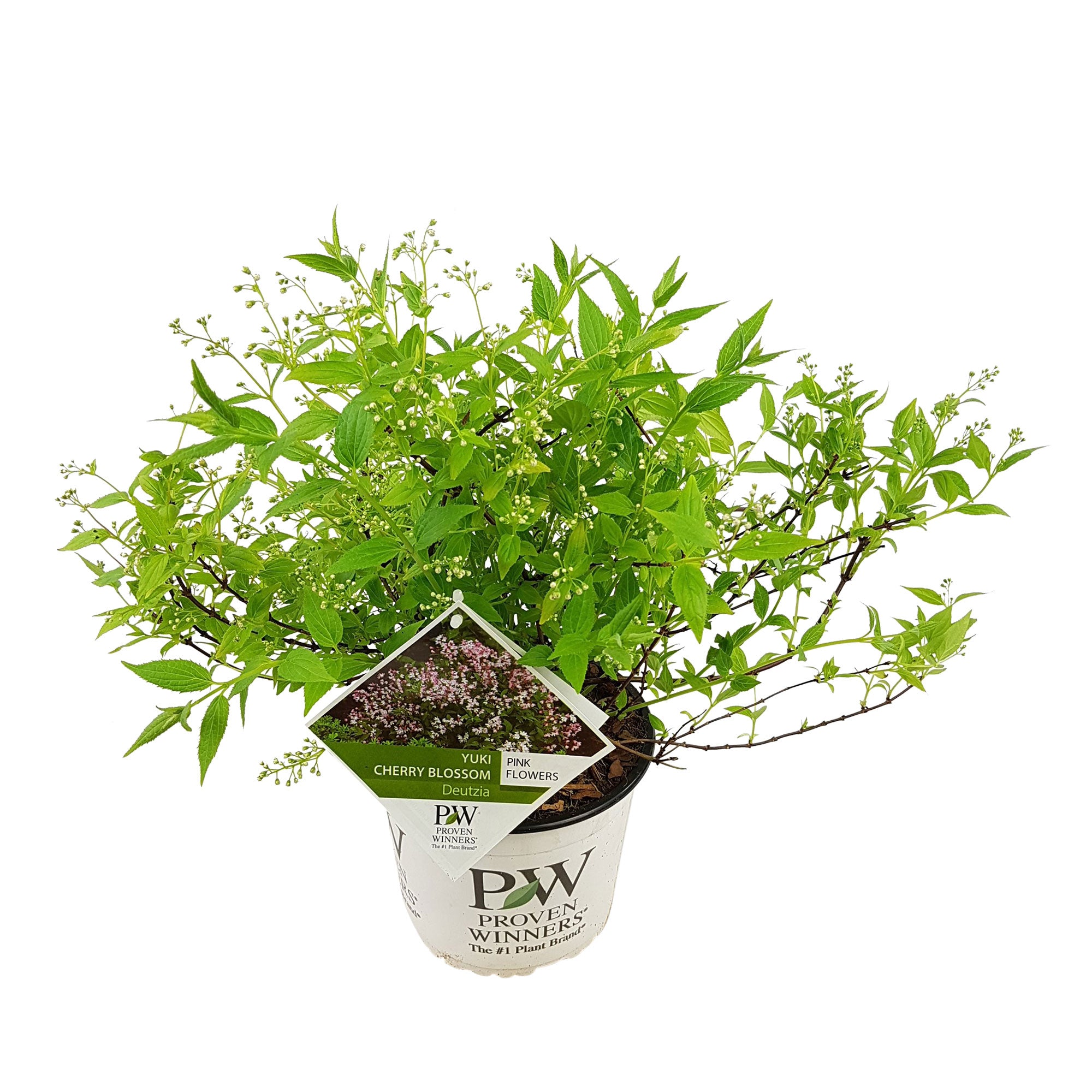 Buy ornamental shrubs now Madagascar jasmine Deutzia 'Yuki Cherry