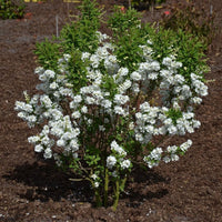 Pearl Bush Exochorda 'Magical Springtime' white - Hardy plant