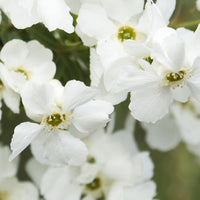 Pearl Bush Exochorda 'Magical Springtime' white - Hardy plant