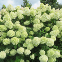Panicle Hydrangea 'Little Lime'® White - Hardy plant
