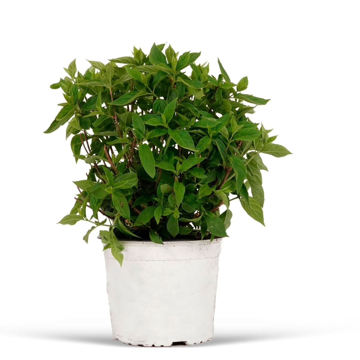 Panicle Hydrangea 'Little Lime'® White - Hardy plant