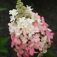 Panicle Hydrangea 'Magical Vesuvio'® White-Pink - Hardy plant
