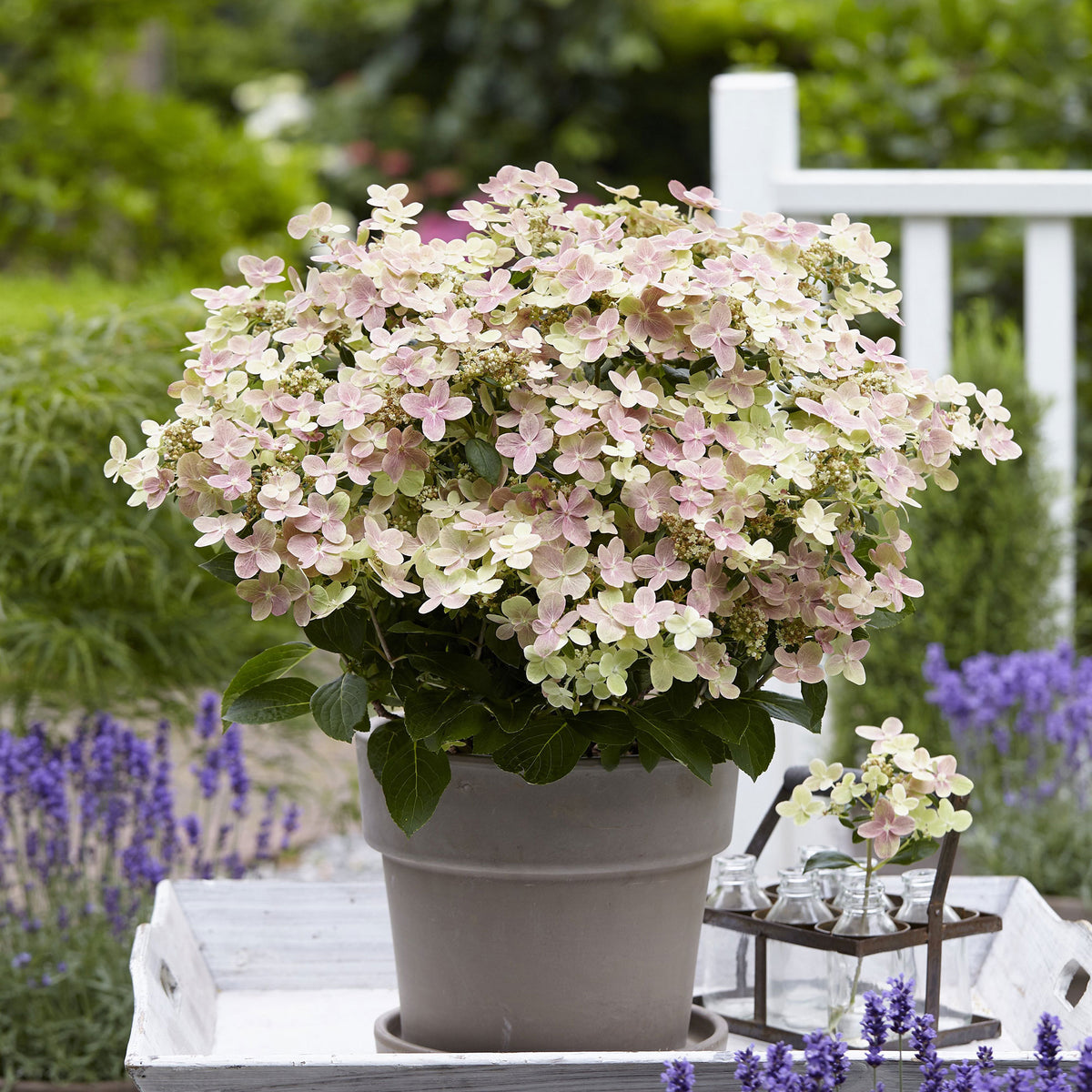 Panicle Hydrangea '(S)witch Ophelia'® Cream-Pink - Hardy plant
