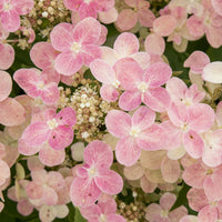 Panicle Hydrangea '(S)witch Ophelia'® Cream-Pink - Hardy plant