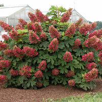 Hydrangea 'Ruby Slippers'® Red-Pink - Hardy plant
