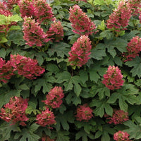 Hydrangea 'Ruby Slippers'® Red-Pink - Hardy plant
