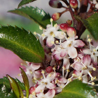 Blue Holly Ilex 'Gentle' white - Hardy plant