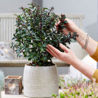 Blue Holly Ilex 'Gentle' white - Hardy plant