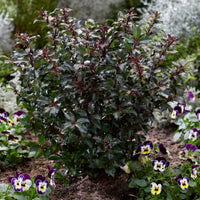 Blue Holly Ilex 'Gentle' white - Hardy plant