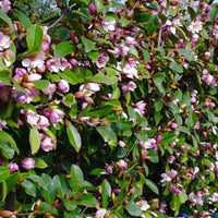 Magnolia Michelia 'Fairy Magnolia Blush' purple-white - Hardy plant