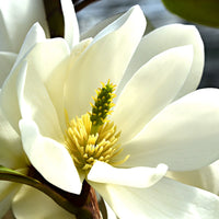 Magnolia Michelia 'Fairy Magnolia White' green-white - Hardy plant