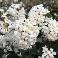 Holly olive Osmanthus 'Perfume of Nature' white - Hardy plant