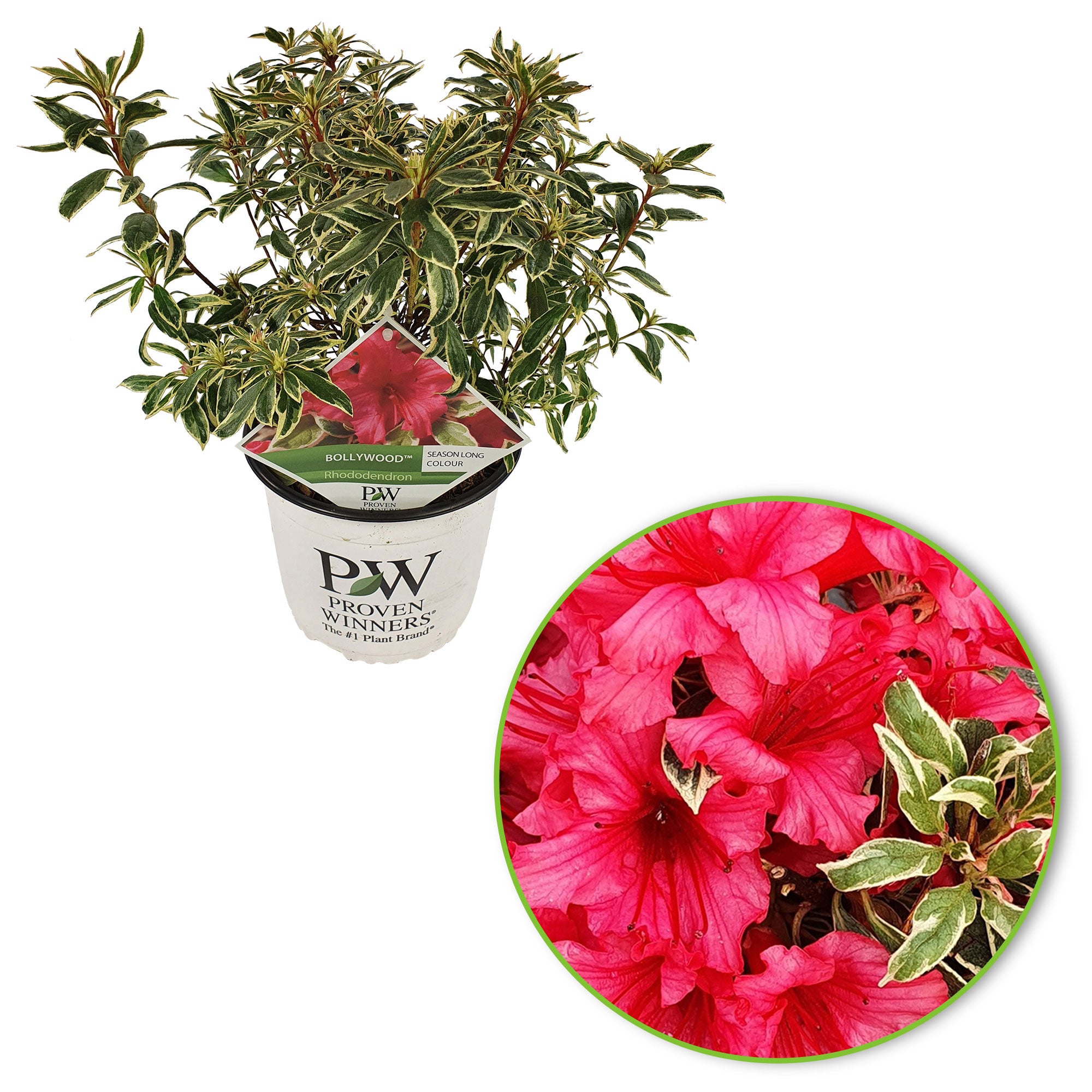 Buy ornamental shrubs now Rhododendron 'Bollywood' pink - Hardy plant