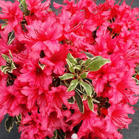Rhododendron 'Bollywood' pink - Hardy plant