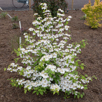 Japanese snowball Viburnum 'Kilimandjaro Sunrise' pink-white - Hardy plant