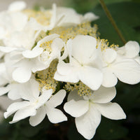 Japanese snowball Viburnum 'Kilimandjaro Sunrise' pink-white - Hardy plant
