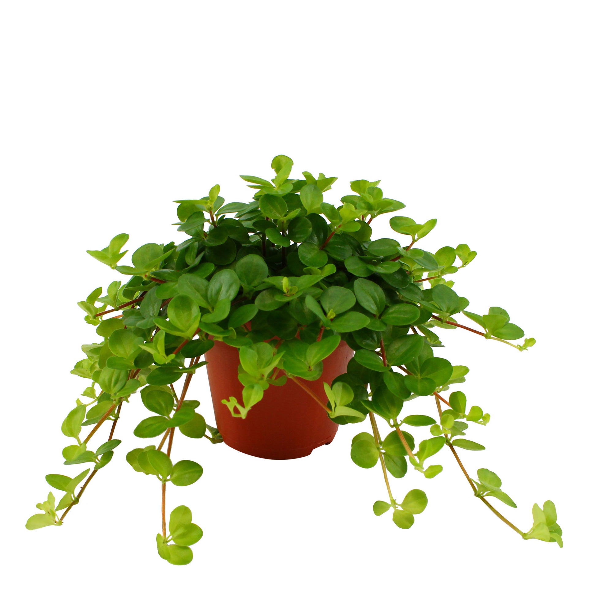 peperomia rotundifolia - trailing jade plant Trailing jade Peperomia rotundifolia