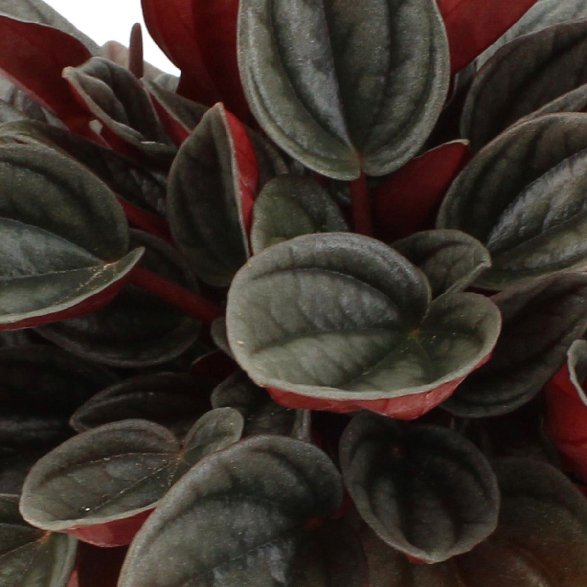 Peperomia santorini grey-pink