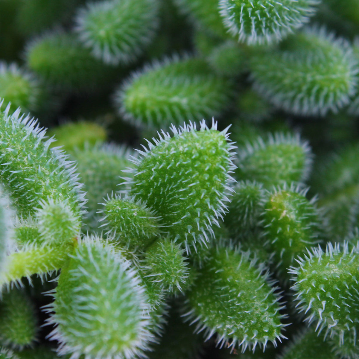 Pickle plant Delosperma echinatum