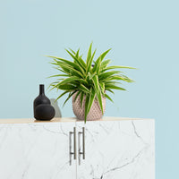 Spider plant Chlorophytum 'Ocean'