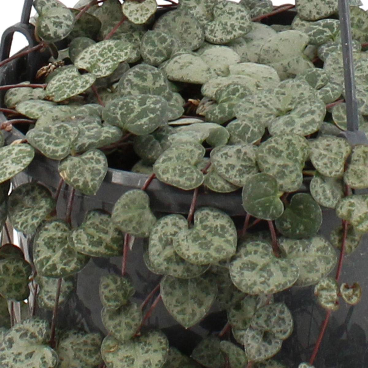 Chain of hearts Ceropegia woodii pink with brown hanging basket  - Hanging plant