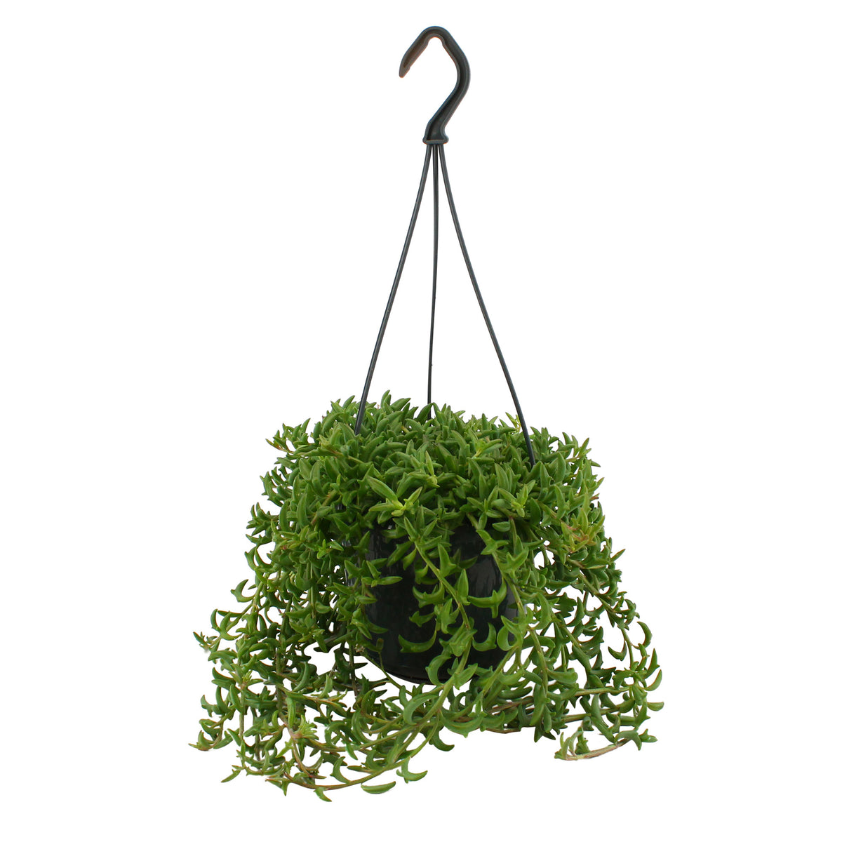 String of dolphins Senecio peregrinus green incl. plastic hanging pot  - Hanging plant