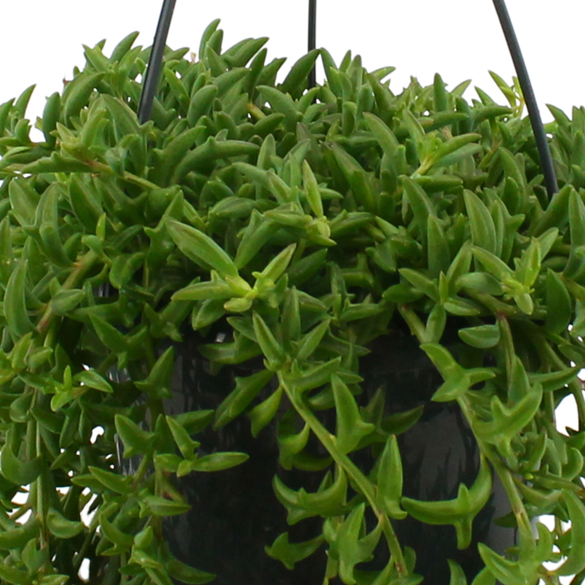 String of dolphins Senecio peregrinus green with blue hanging pot