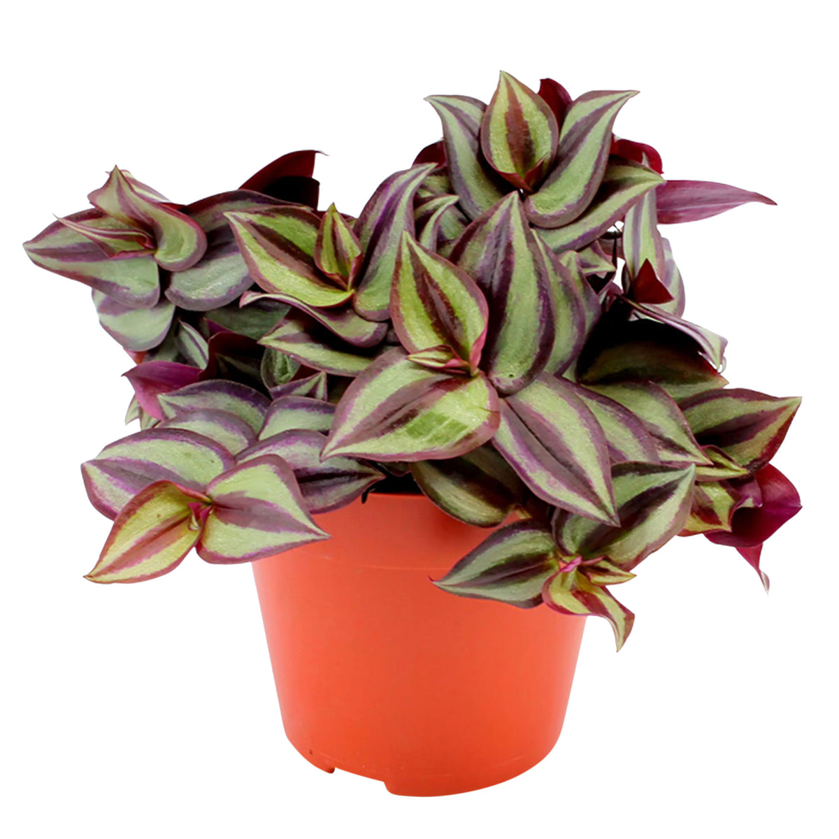 Spiderwort Tradescantia zebrina  - Hanging plant