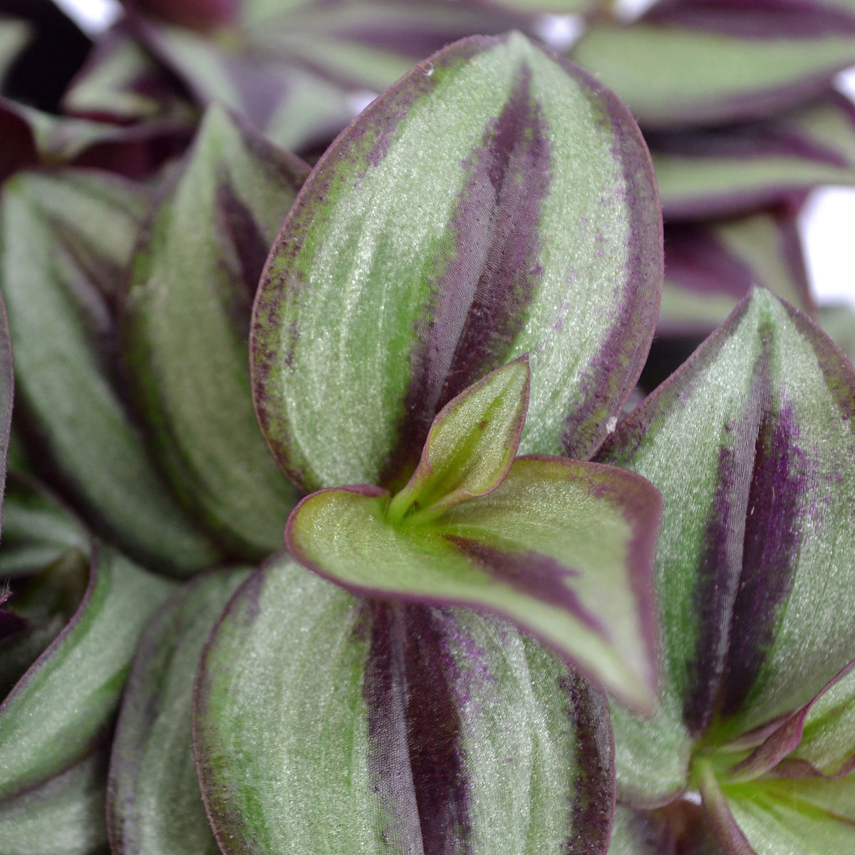 Spiderwort Tradescantia zebrina  - Hanging plant
