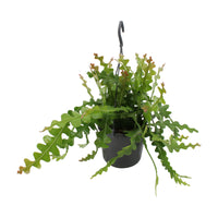 Fishbone Cactus Epiphyllum anguliger incl. plastic hanging pot  - Hanging plant