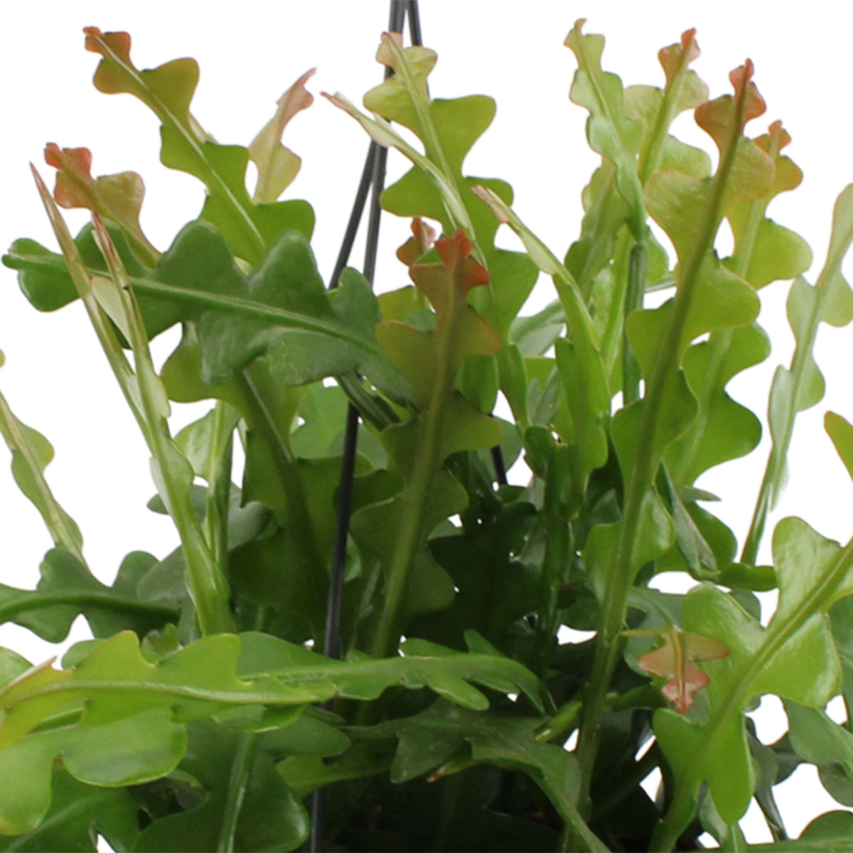 Fishbone Cactus Epiphyllum anguliger incl. plastic hanging pot  - Hanging plant
