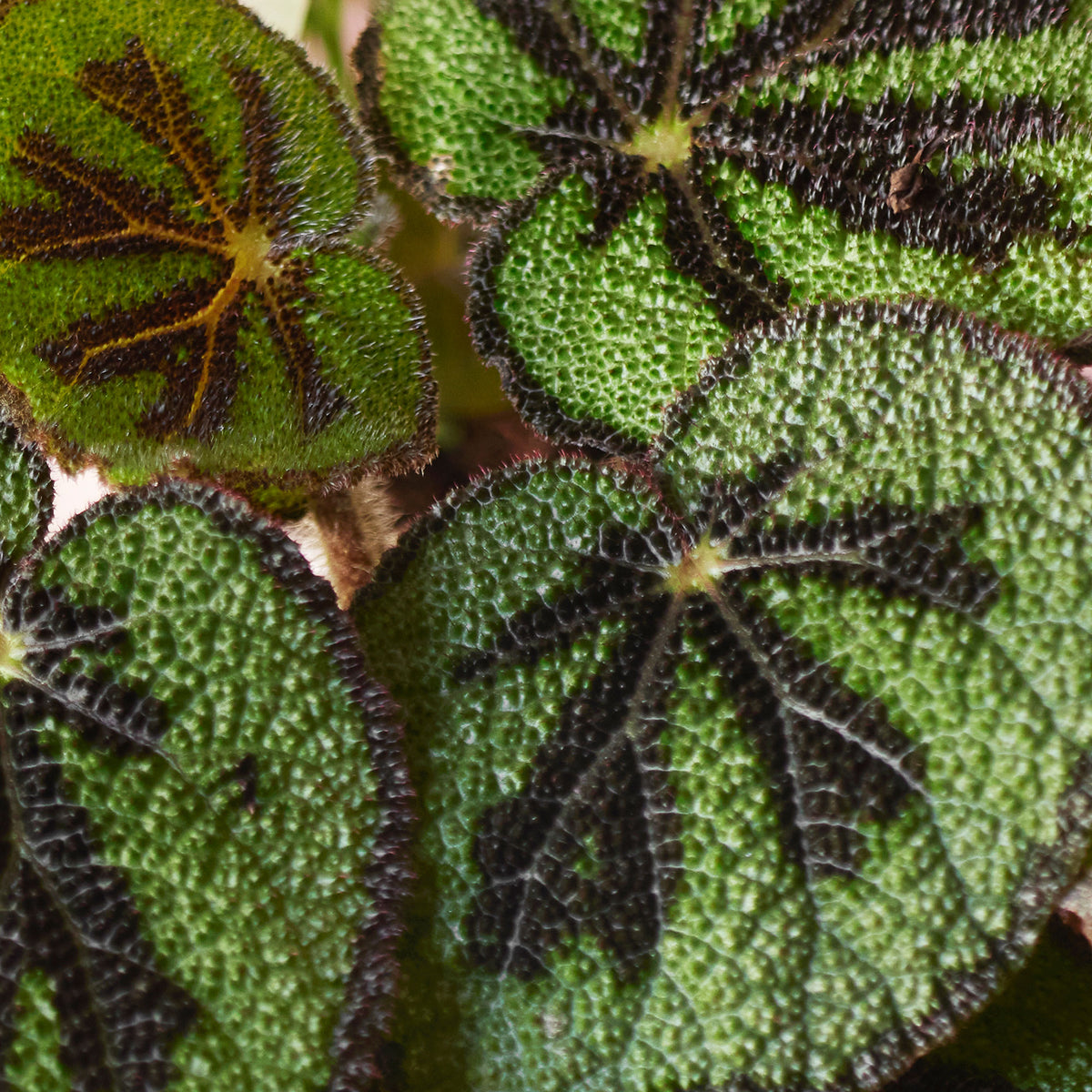 Painted-leaf Begonia masoniana