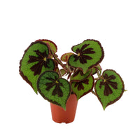 Painted-leaf Begonia masoniana