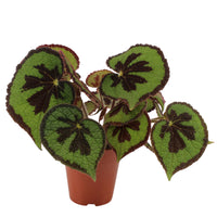 Painted-leaf Begonia masoniana