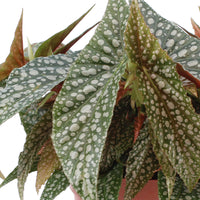 Painted-leaf Begonia cane 'Hotspot'
