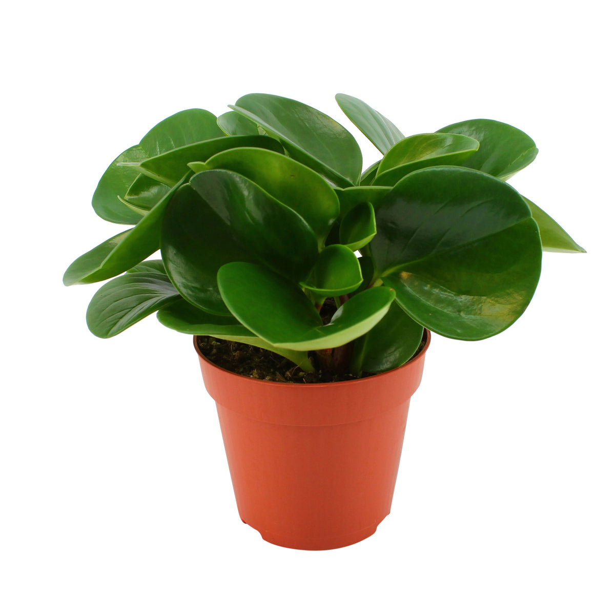 Baby rubber plant Peperomia obtusifolia