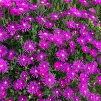 6x Evening primrose Delosperma 'Ice Cream'  pink - Hardy plant