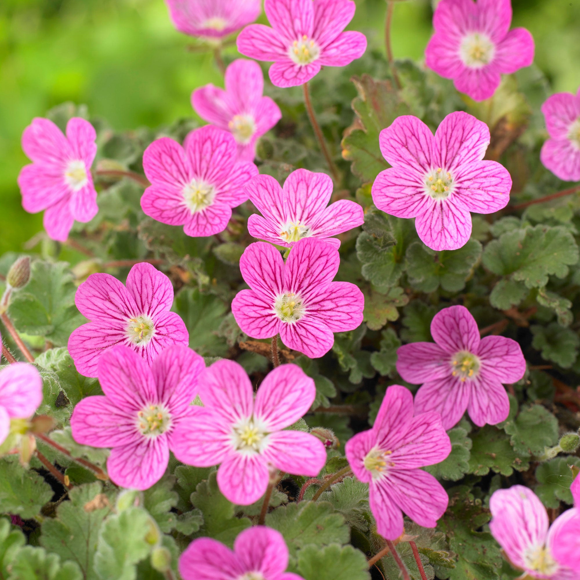 Buy hardy perennial Redstem filaree Erodium 'Bishops Form' Pink-Purple ...