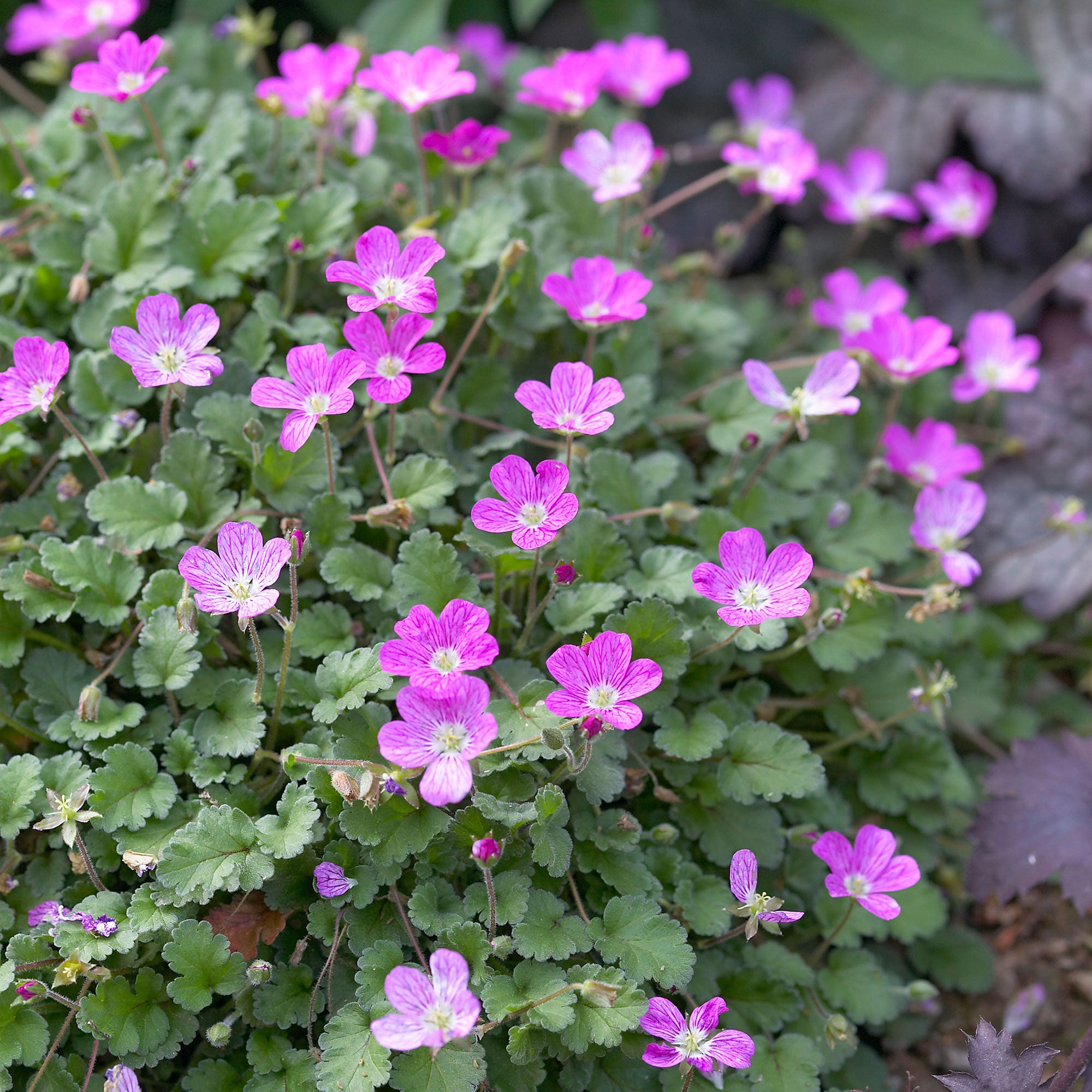 Buy hardy perennial Redstem filaree Erodium 'Bishops Form' Pink-Purple ...