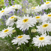 6x Shasta daisy Leucanthemum 'Wirral Supreme' white - Hardy plant