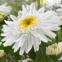 6x Shasta daisy Leucanthemum 'Wirral Supreme' white - Hardy plant