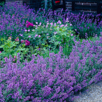 6-pack Catnip Nepeta 'Walker's Low' Purple-Blue - Hardy plant