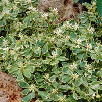 6x Japanese pachysandra Pachysandra 'Green Garpet' - Hardy plant
