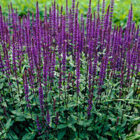 Salvia Blue 'Caradonna' - Hardy plant